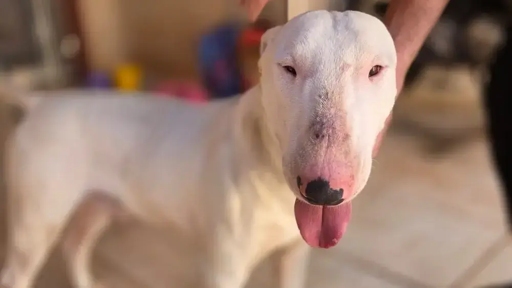 Bull terrier é resgatado em padaria e tutor é procurado