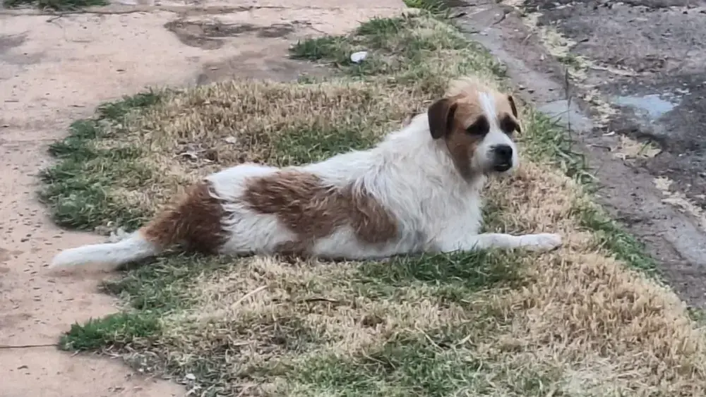 Cachorro adotado das ruas desaparece em Campo Grande
