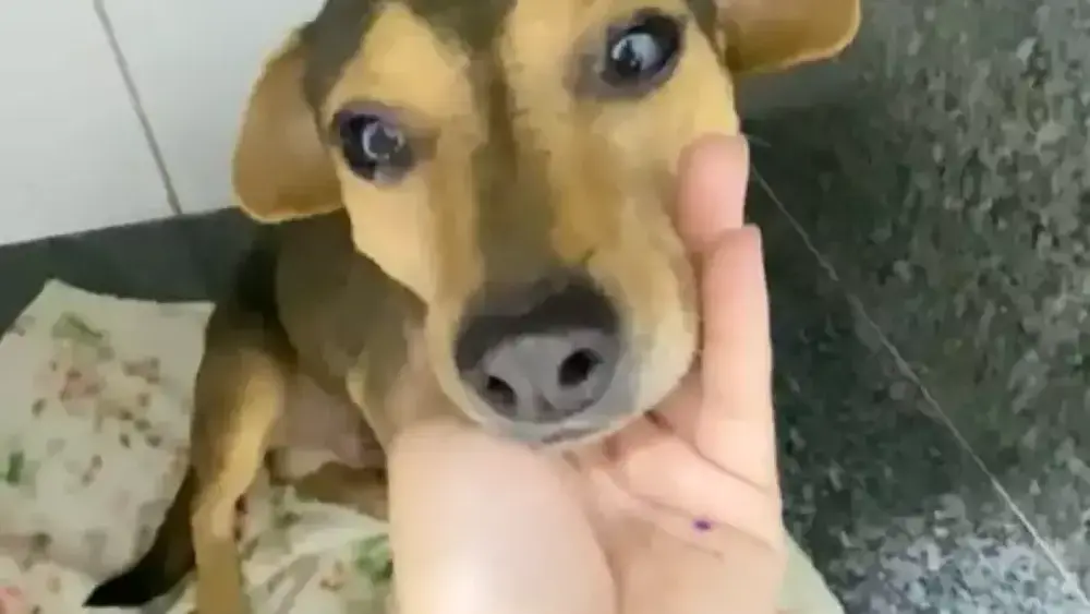 Cão Sorriso sobreviveu a abandono e atropelamento e busca lar