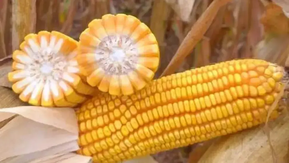 Conab confirma queda de 5,4% na safra de milho inverno em MS