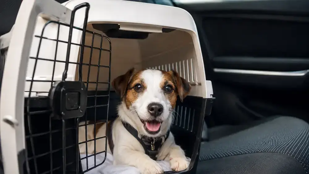 Férias com pet: dicas para evitar estresse e garantir segurança