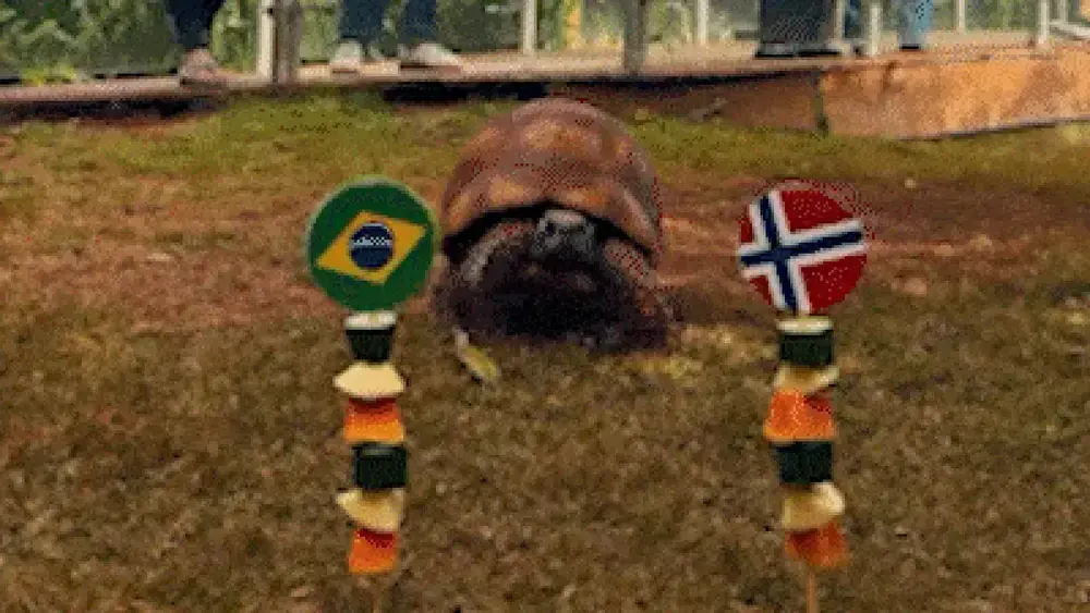 Jabuti do Bioparque acerta vitória da Noruega sobre o Brasil