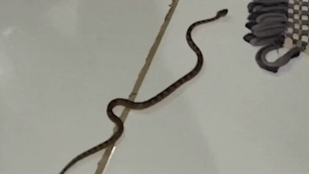 Jararaca dentro de casa: morador faz resgate consciente no Pantanal