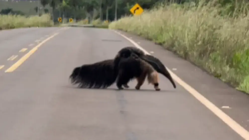 Mãe tamanduá é flagrada com filhote em rodovia de Bonito