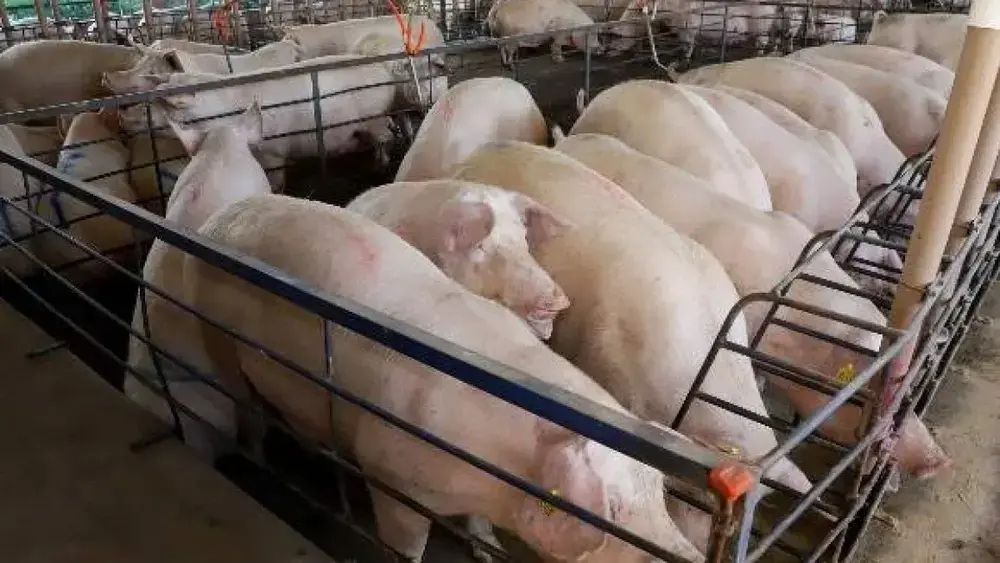 MS amplia produção de suínos em 18%, mas preço recua 25%