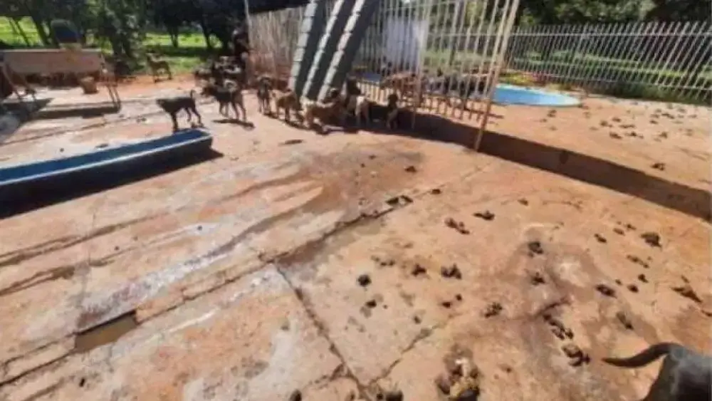 ONG tem 10 meses para doar 73 animais antes de fechar
