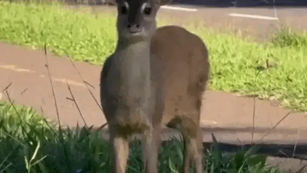 Veado faz passeio na Afonso Pena e ganha escolta em Campo Grande